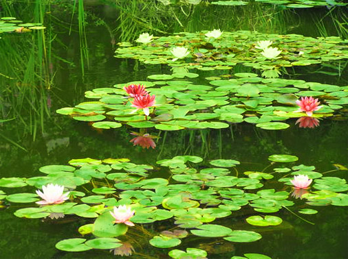 Никитский ботанический сад. Озеро