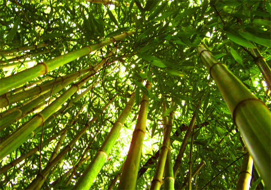 Никитский ботанический сад. Бамбук