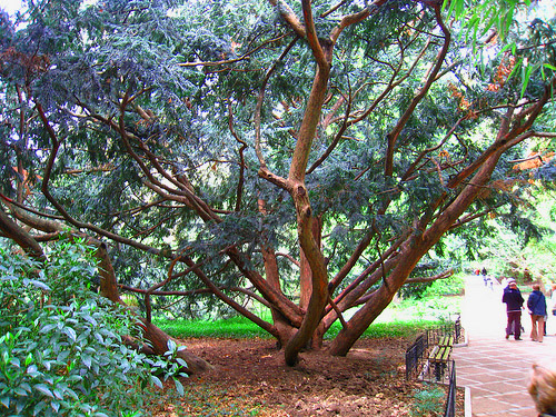 Никитский ботанически сад