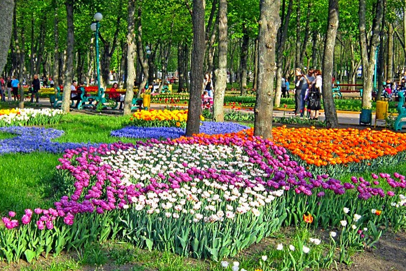 Тюльпани в Кропивницькому дендропарку