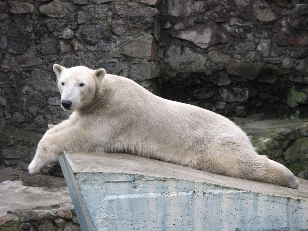 Білий ведмідь. Миколаївський зоопарк