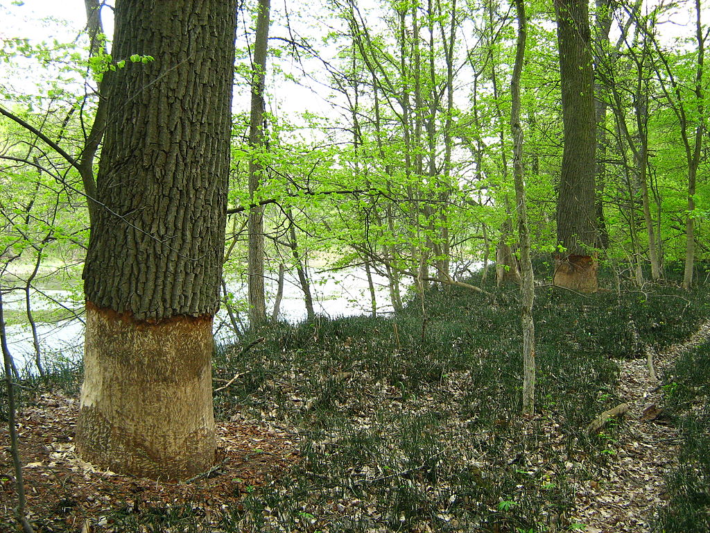 Сліди бобрів на деревах у Гомільшанських лісах