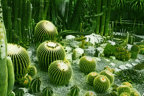 Нікітський ботанічний сад. кактуси