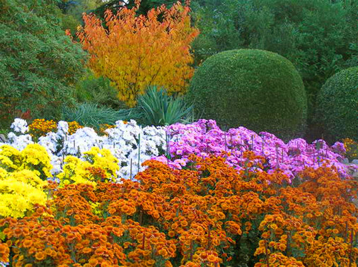 Нікітський ботанічний сад. бал хризантем
