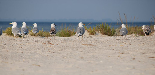 Чайки на березі острова Джарилгач