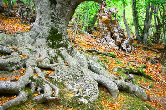 Склоны Демерджи, деревья в буковом лесу