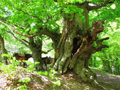 Урочище Демерджи, буковые деревья в лесу Демерджи