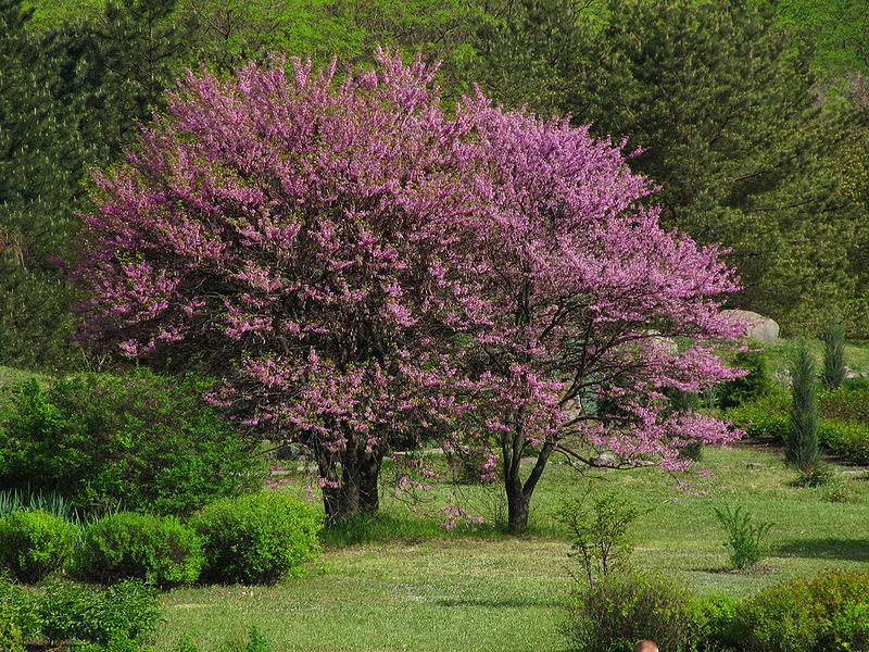 Цветение деревьев. Криворожский ботанический сад