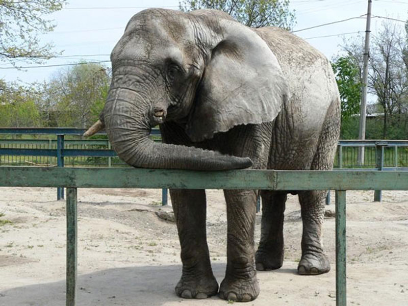 Слон. Миколаївський зоопарк