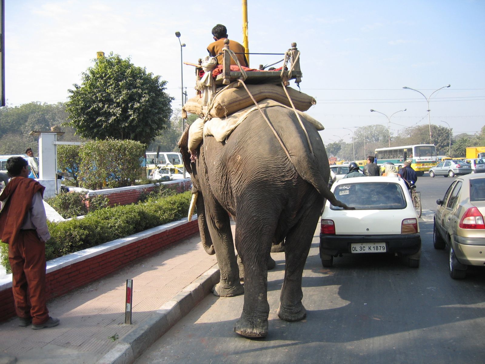 Індія - слони на дорозі